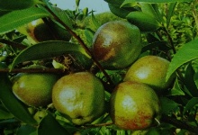 油茶?wi)苗U植五至六年后如何调整密? />
</div>
<div id=